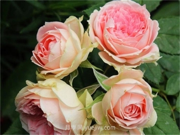 绒球门廊月季介绍和优缺点