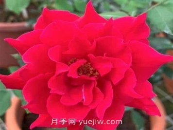 阿尔辛娜月季介绍和优缺点