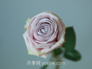 云裳月季介绍和优缺点