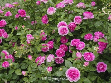 音乐之声月季介绍和优缺点