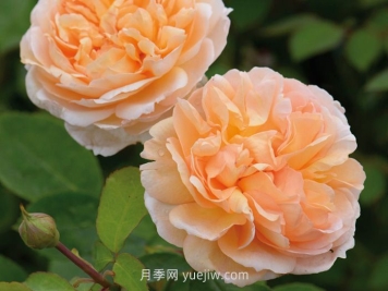 园丁夫人月季介绍和优缺点