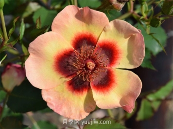 别致巴比伦眼睛月季介绍和优缺点