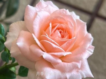 杨玉环月季介绍和优缺点