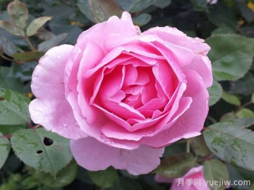 卡德法尔兄弟月季/凯蒂兄弟/卡德法尔修士
