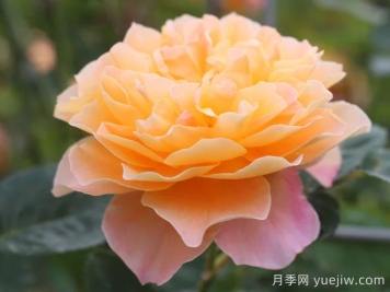 养棵印象派月季，花朵又美又香，四季都有花看