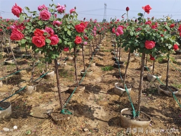 苗木人赚钱不能错过造林工程机遇