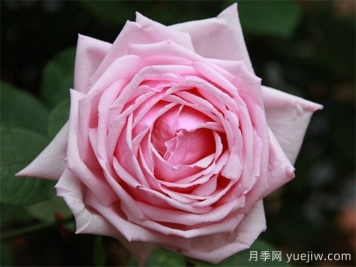 哪个国家的月季更勤花？月季怎么才能做到月月开花？