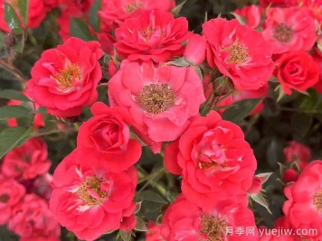 红宝石月季介绍和优缺点
