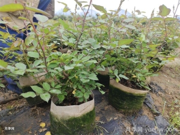 春天栽的月季苗迟迟不发芽开花？是什么问题？