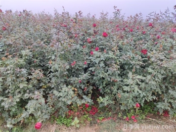 月季苗圃除草剂该怎么合理使用？