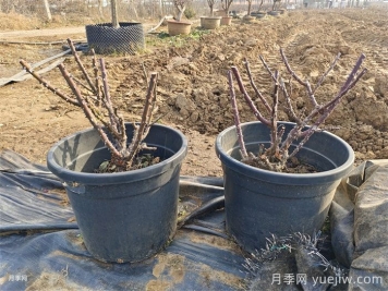 月季花冬天要搬进室内吗？东北会不会冻死？