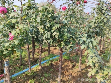 藤本月季黑星病的防治方法 藤本月季黑星病的防治方法