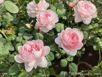 月季天冷后怎么养?月季花能开爆盆吗?具体怎么养护呢? 月季天冷后怎么养?月季花能开爆盆吗?具体怎么养护呢?