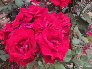 花中皇后，月季花有什么功效与作用？