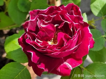 布罗德男爵月季