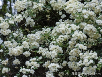 白木香蔷薇