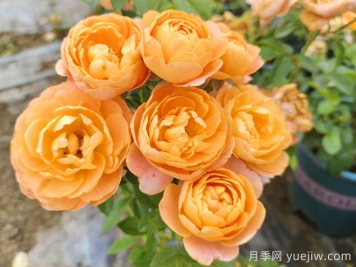 如果只能养一盆月季，我只要果汁阳台