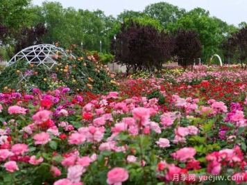 月季名园：石家庄市植物园玫瑰月季园