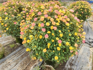 藤彩虹月季的耐热性怎么样？
