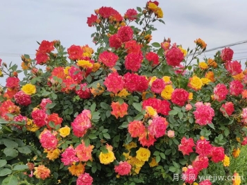  藤彩虹月季一年开几次花？