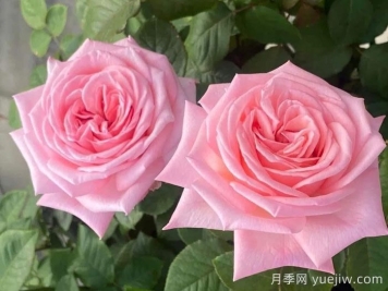 推荐9款适合新手入坑的切花月季品种