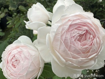 克里斯蒂娜公爵夫人月季/尘世天使/地球天使