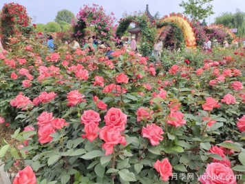 南阳月季：月季产业转型升级 美丽经济花样绽放