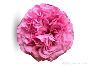 好运来月季/幸运儿