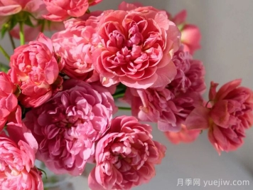 凪月季