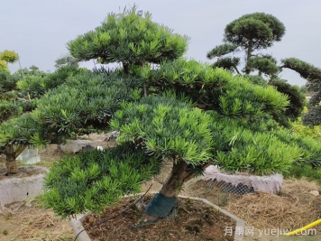 松树十大品种，松树哪些品种最值钱？