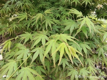 鸡爪槭的栽培技术及注意事项