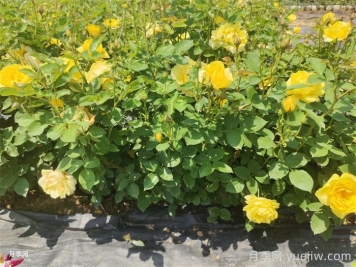 ​月季花开败后，如何做让下一波花更多？