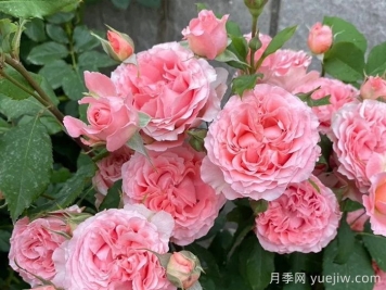 推荐二广花友5款勤花月季，耐热耐晒耐雨淋