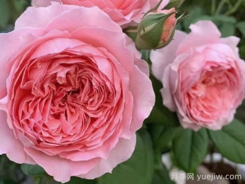 安索菲比克月季/碧克月季