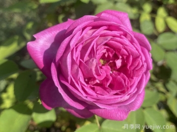 拉菲女王月季/女王长青