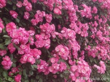 藤本月季的优势，爬满围墙就开花