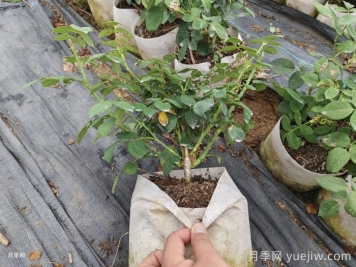 夏季月季，还在好好生长吗？