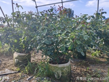 盆栽月季如何顺利度过三伏天？这些保命小妙招要学会