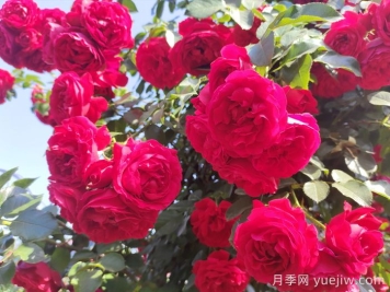 佛罗伦蒂娜，藤本月季里的王者，没有缺点