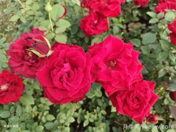 夏季月季养护五要点，轻松应对高温花期翻倍