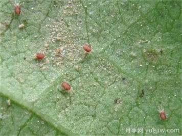 高温闷热，月季红蜘蛛泛滥，如何做好预防？