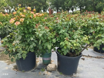 月季夏季养护指南：轻松应对高温，花开依旧灿烂