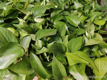 不需要阳光的室内植物有哪些？