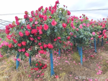 河南南阳：月季嫁接确保增产 月季产业助农增收