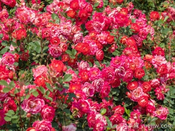 西子婉约月季介绍和优缺点