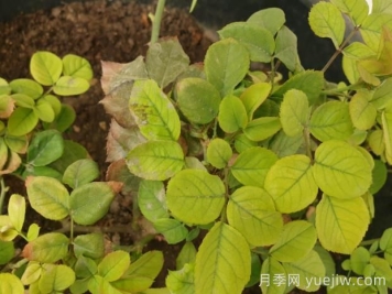 月季黄叶是因为什么原因？帮你判断和解决