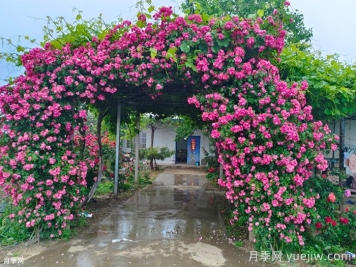 藤本月季和灌木月季的区别
