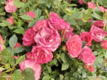 植物科普：微型月季