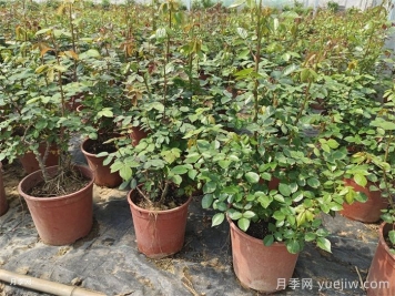 新买的月季苗如何换盆？
