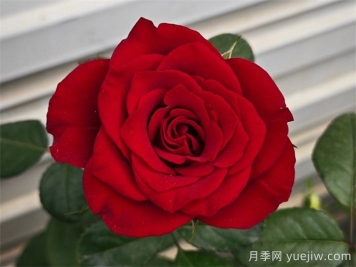 选择红玫瑰就使选择选高原红月季 选择红玫瑰就使选择选高原红月季